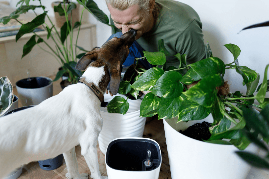 Do some indoor gardening